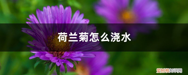 荷兰菊浇水多吗? 荷兰菊怎么浇水