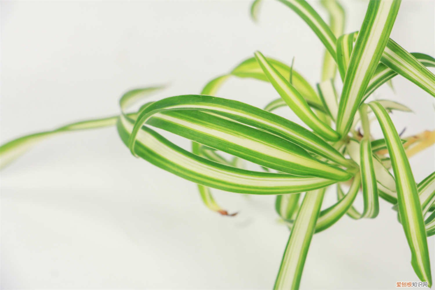 吊兰根部长出萝卜样怎么修剪 吊兰春天这么养，根粗得像萝卜，叶片2指宽！