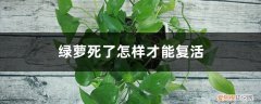 绿萝怎么烂梗 绿萝秃的只剩梗？学会这一招，起死回生再爆10盆！