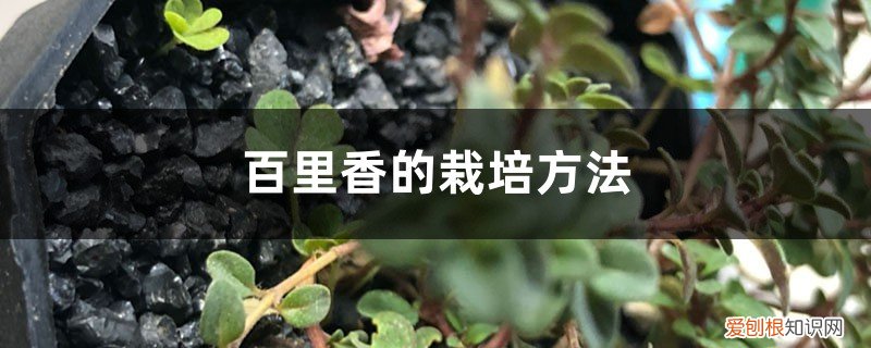 盆栽百里香种植方法 百里香的栽培方法