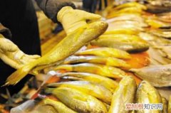 大黄鱼价格2017 野生黄花鱼有哪些营养价值