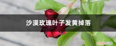 沙漠玫瑰叶子发黄脱落 沙漠玫瑰叶子发黄掉落怎么办