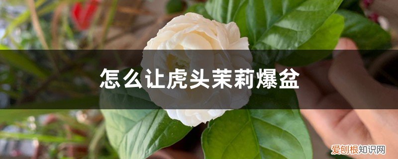 虎头茉莉开完花怎么修剪 怎么让虎头茉莉爆盆，怎样才能多开花