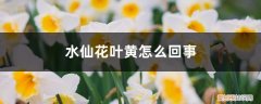 水仙花叶子发黄怎么回事 水仙花叶黄怎么回事，叶黄怎么处理