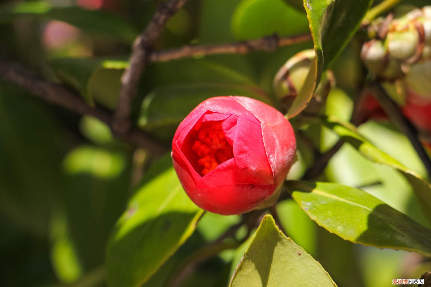 茶花叶子发黄是怎么回事? 茶花叶子发黄是什么原因，茶花叶子中间一条黄