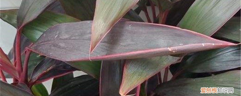 密叶朱蕉叶子发黄 朱蕉叶子黄了怎么办,叶子干枯怎么办