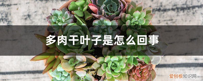 多肉植物叶干是怎么回事 多肉干叶子是怎么回事