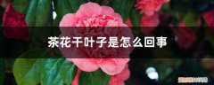 茶花干叶子怎么办 茶花干叶子是怎么回事