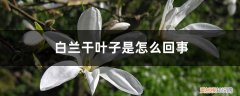 白兰嫩叶干边 白兰干叶子是怎么回事