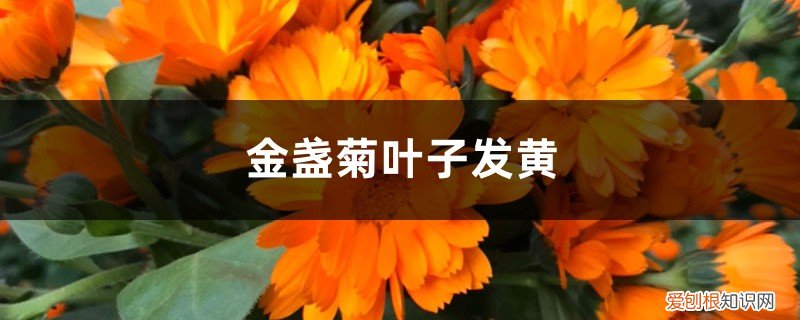 金盏菊叶子发黄的原因 金盏菊黄叶的原因和处理办法