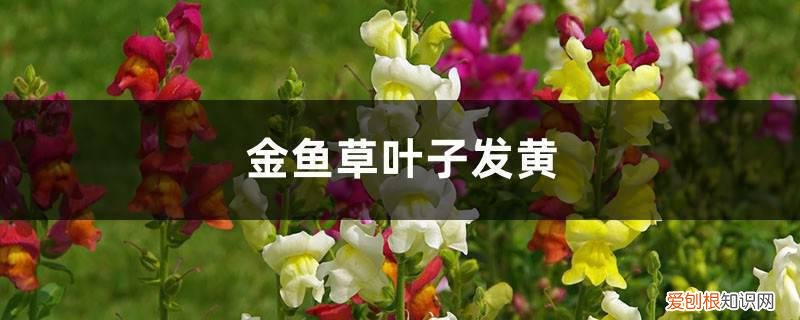 金鱼草黄叶的原因和处理办法 金鱼草黄叶的原因和处理办法