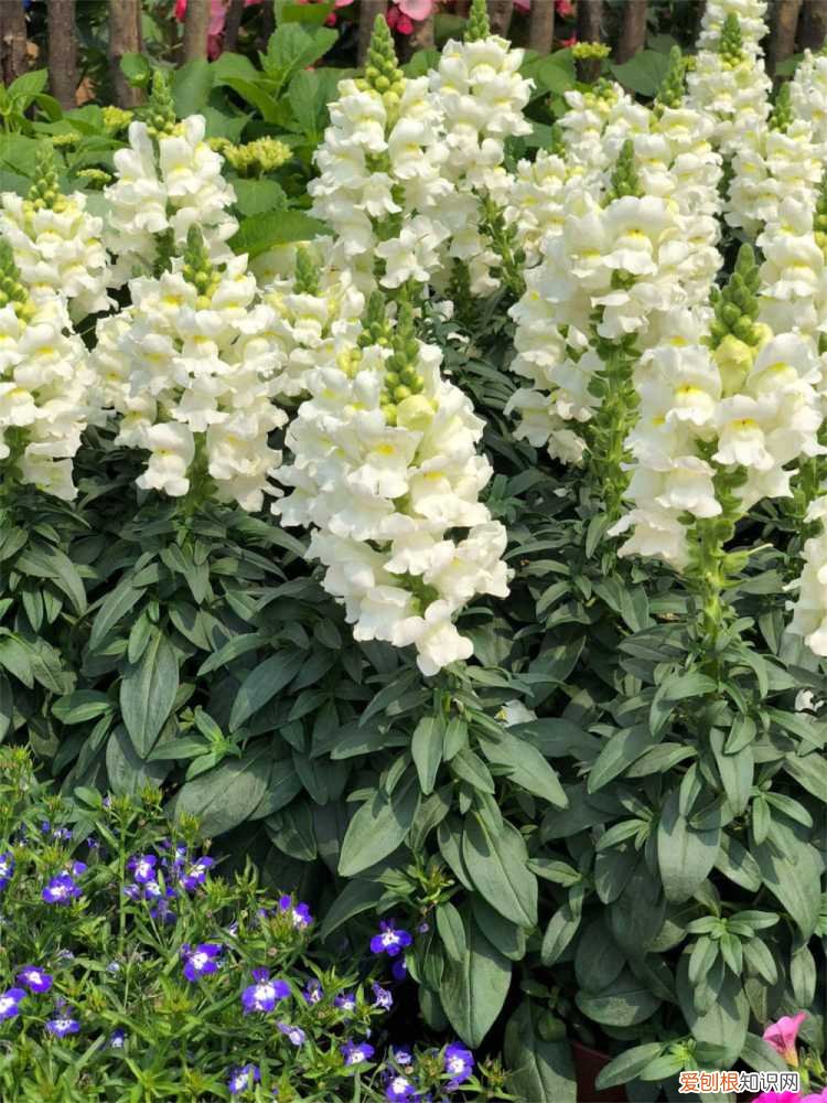 金鱼草黄叶的原因和处理办法 金鱼草黄叶的原因和处理办法