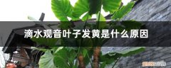 滴水观音老是黄叶怎么回事 滴水观音叶子发黄是什么原因，老是黄叶怎么办