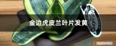 金边虎皮兰叶子有黄点怎么回事 金边虎皮兰黄叶的原因和处理办法