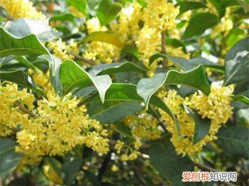 桂花什么时候开花 桂花是什么颜色的