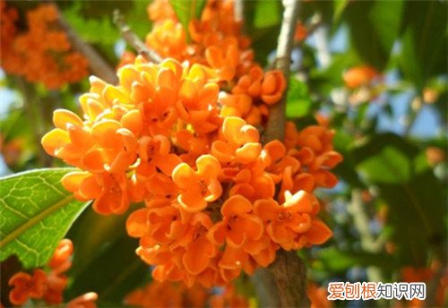 桂花什么时候开花 桂花是什么颜色的