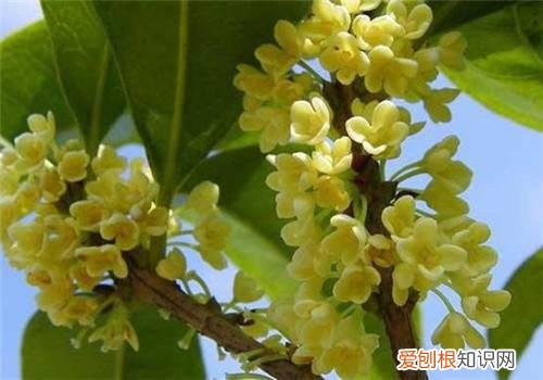 桂花什么时候开花 桂花是什么颜色的