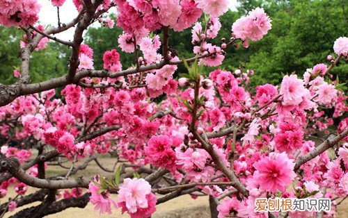 桃花什么时候开喝桃花茶有哪些好处