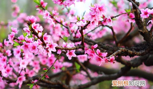 桃花什么时候开喝桃花茶有哪些好处