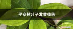平安树底下叶子发黄干枯掉落怎么办 平安树叶子发黄掉落怎么办