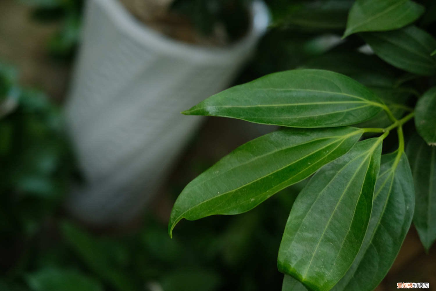 平安树底下叶子发黄干枯掉落怎么办 平安树叶子发黄掉落怎么办