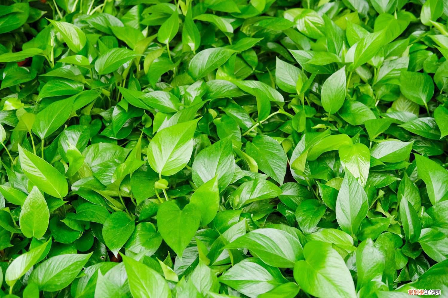 绿萝叶子发黄是什么原因 ，怎么补救