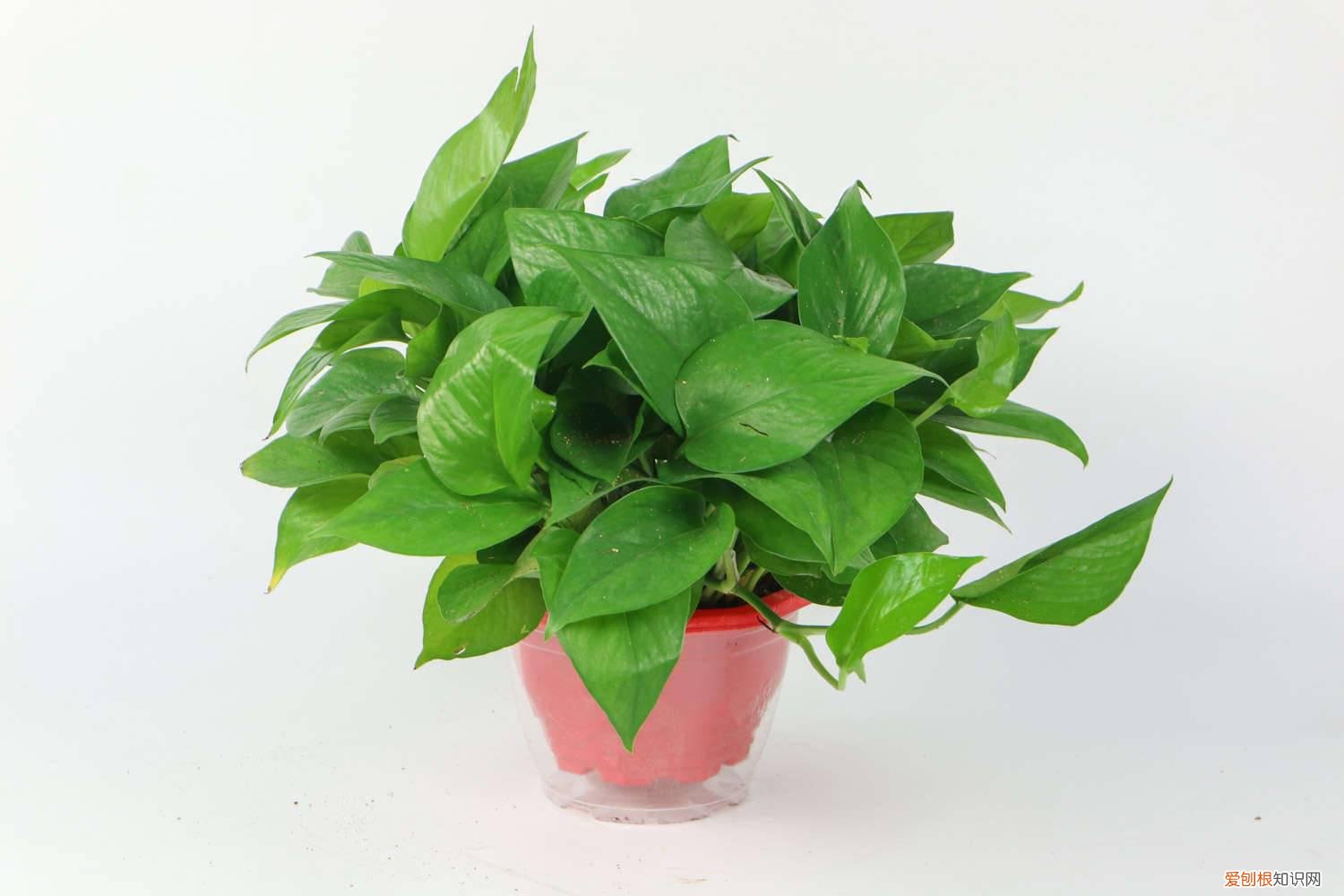 绿萝叶子发黄是什么原因 ，怎么补救