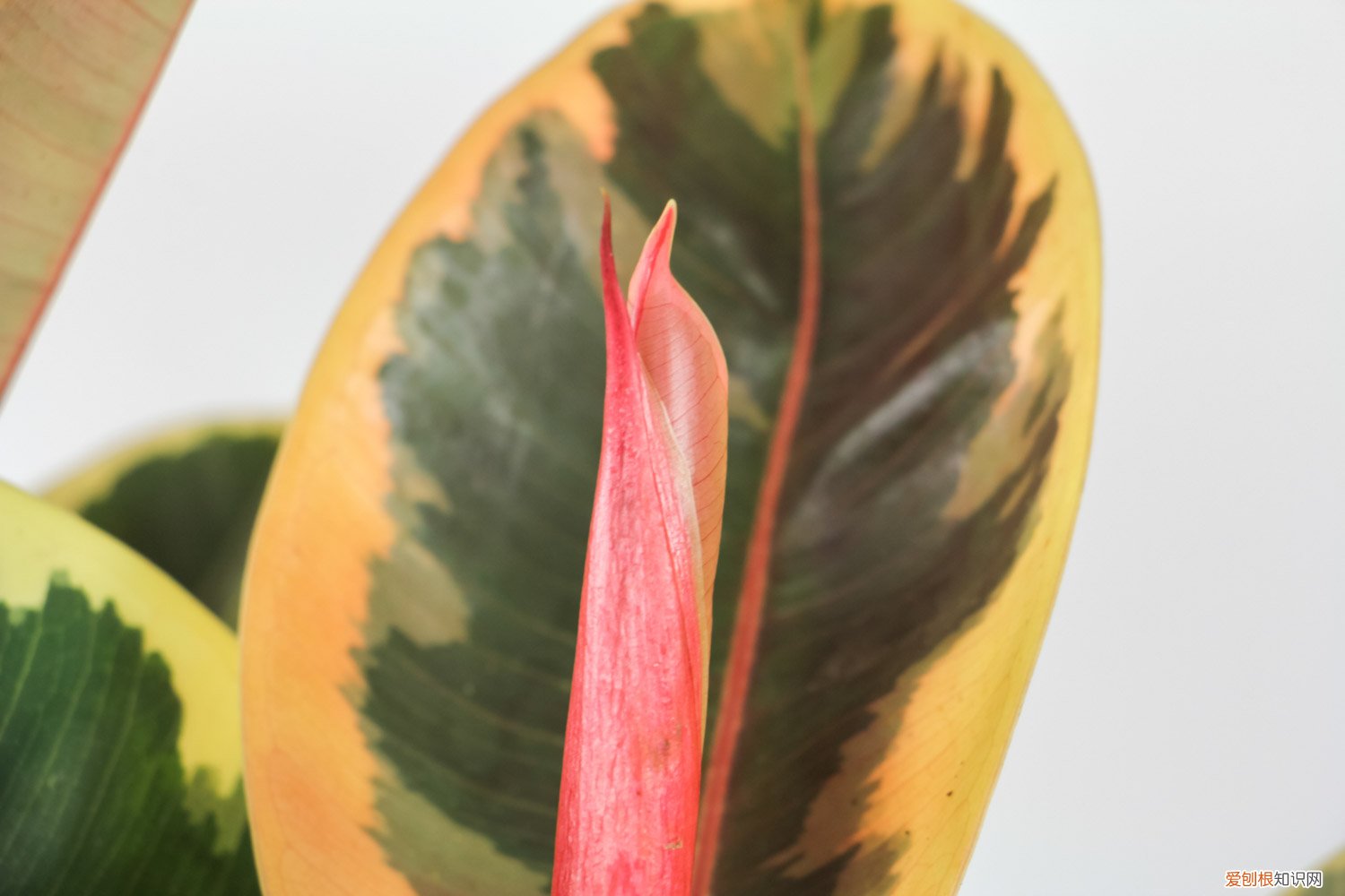 橡皮树叶子发黄怎么回事,怎么补救呢 橡皮树叶子发黄怎么回事，怎么补救