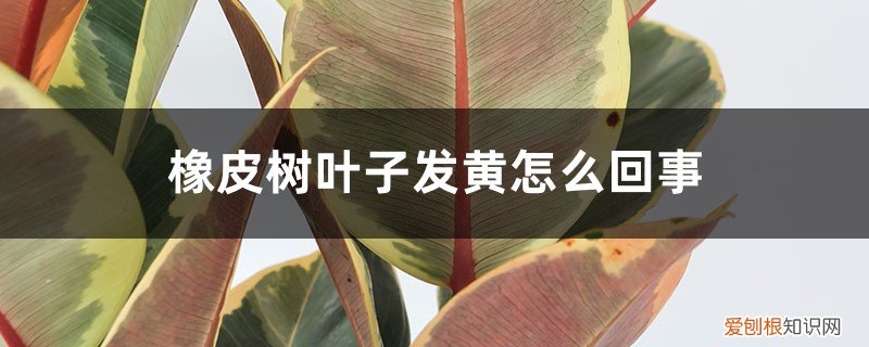 橡皮树叶子发黄怎么回事,怎么补救呢 橡皮树叶子发黄怎么回事，怎么补救