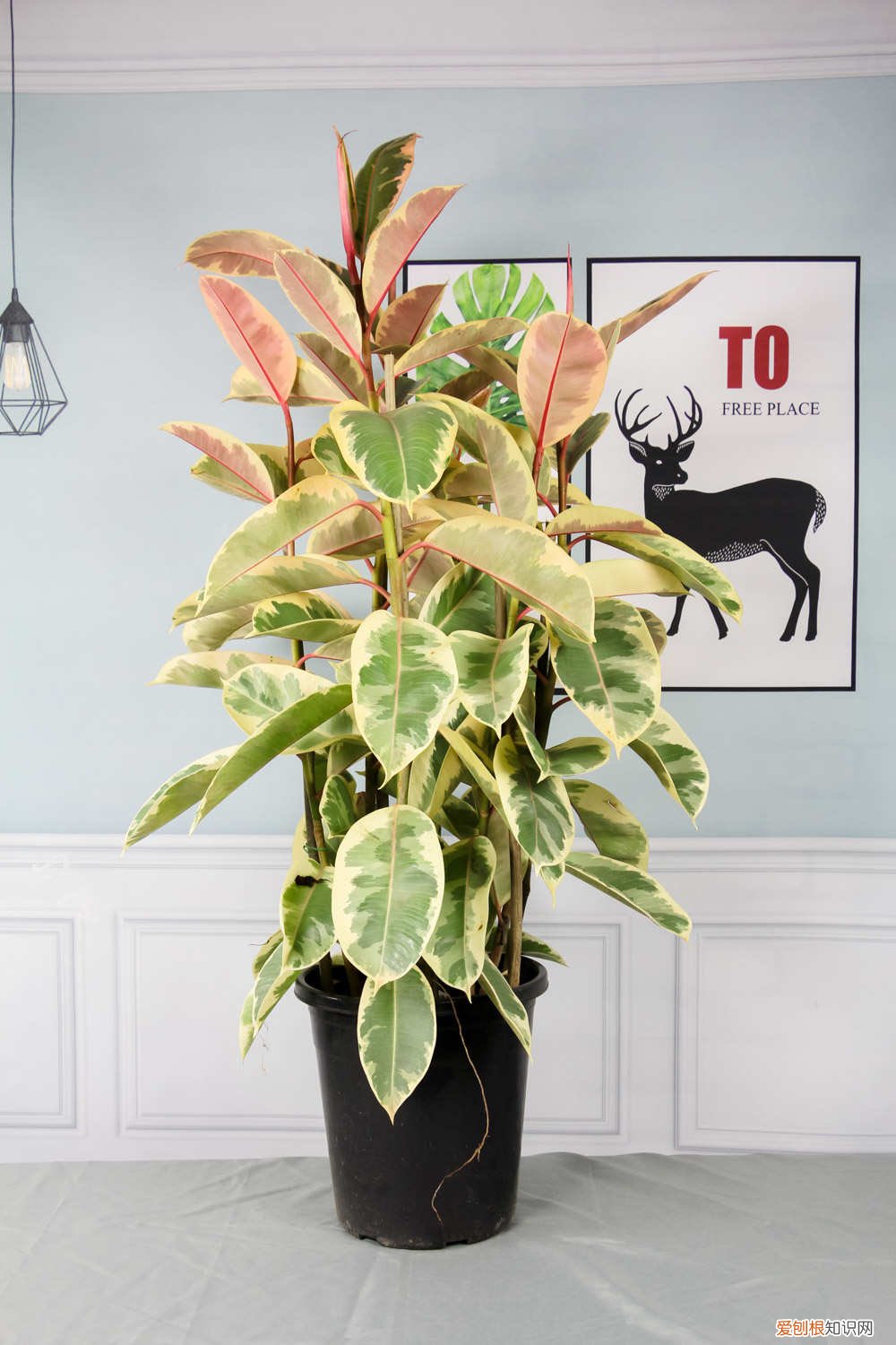 橡皮树叶子发黄怎么回事,怎么补救呢 橡皮树叶子发黄怎么回事，怎么补救