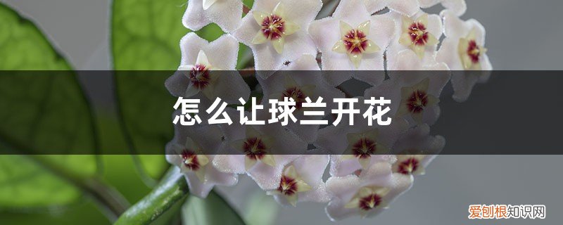 怎样促使球兰开花 怎么让球兰开花，开花后怎么处理