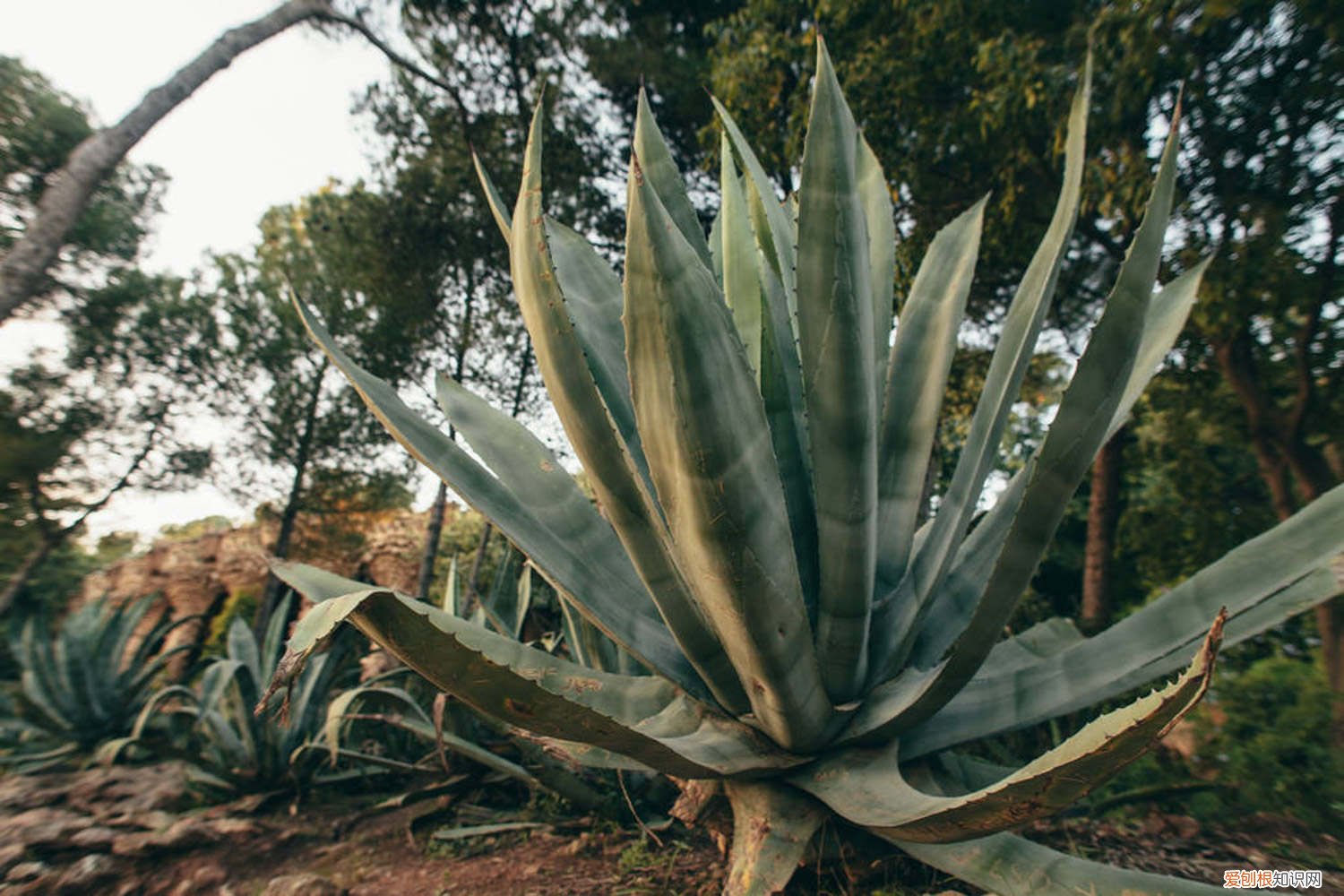 龙舌兰叶子发黄怎么办 龙舌兰黄叶的原因及处理办法