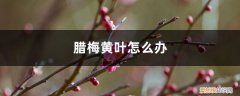 腊梅如何养护为什么新买来的腊梅要掉黄叶 腊梅黄叶的原因和处理办法