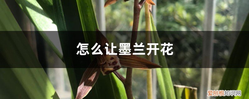 墨兰怎样养护才能开花 怎么让墨兰开花，开花期怎么养