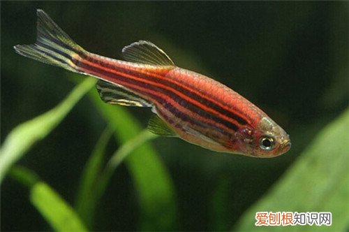 斑马鱼繁殖前兆 怎样提高繁殖成功率