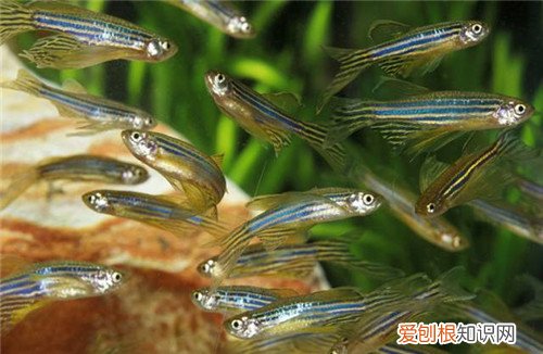 斑马鱼繁殖前兆 怎样提高繁殖成功率