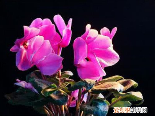 仙客来花是怎样的花 怎样养殖仙客来