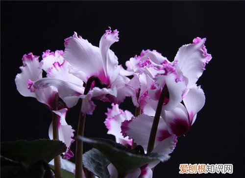 仙客来花是怎样的花 怎样养殖仙客来