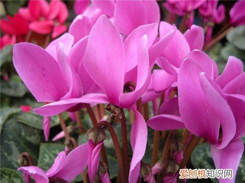 仙客来花是怎样的花 怎样养殖仙客来