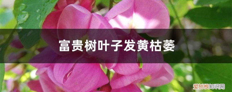 富贵树叶子发黄枯萎了 富贵树叶子发黄枯萎