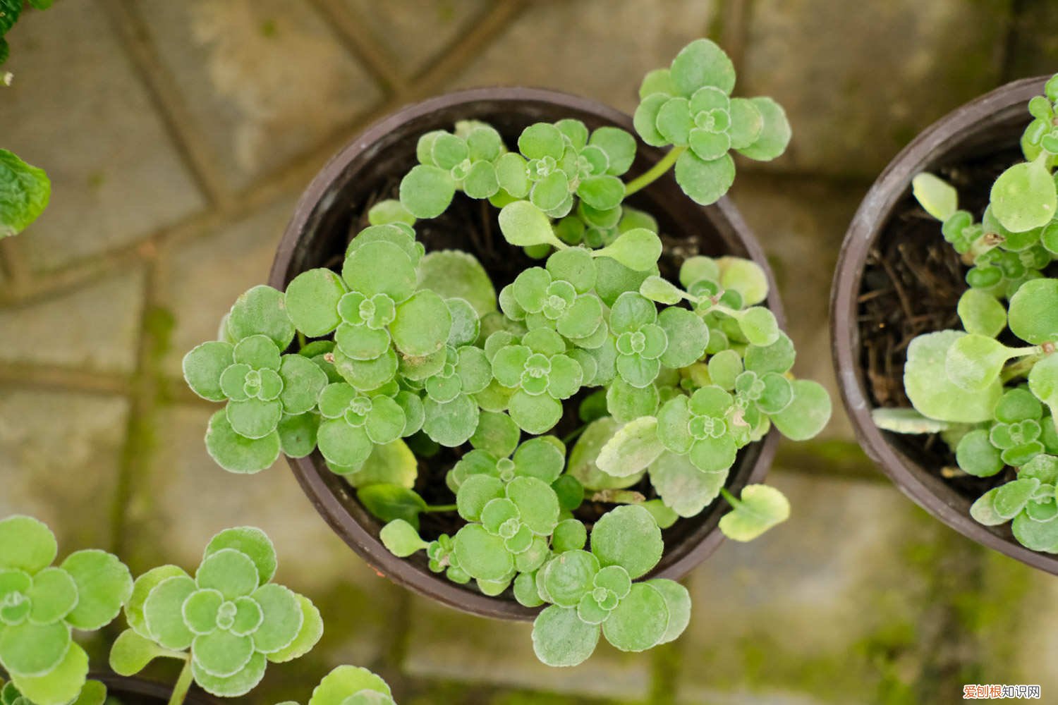 怎么让碰碰香爆盆,把叶片养厚呢 怎么让碰碰香爆盆，把叶片养厚