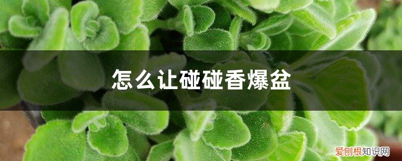 怎么让碰碰香爆盆,把叶片养厚呢 怎么让碰碰香爆盆，把叶片养厚