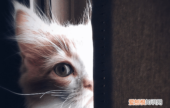 猫能不能吃马醉木 马醉木猫咪吃了有毒吗