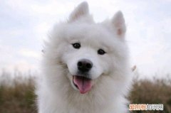 萨摩呜呜叫是什么意思 萨摩呜呜叫的意思