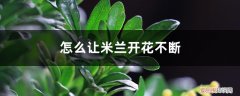 米兰花期能喷水吗 怎么让米兰开花不断，长花苞时能喷水吗