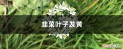 韭菜叶子发黄怎么解决 韭菜黄叶的原因和处理办法
