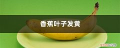 香蕉黄叶的原因和处理办法图片 香蕉黄叶的原因和处理办法