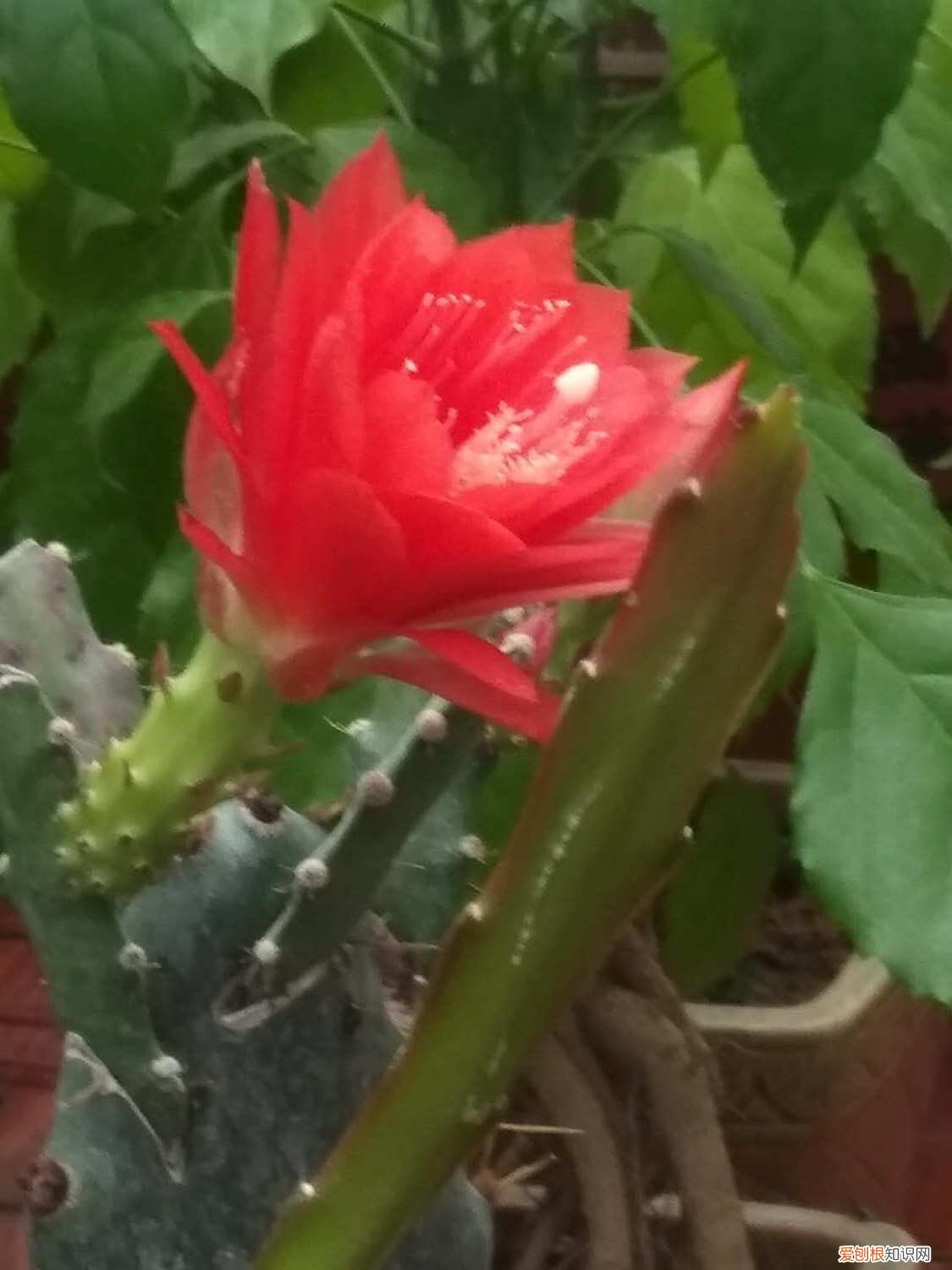 令箭荷花黄叶干叶怎么办 令箭荷花黄叶的原因及处理办法