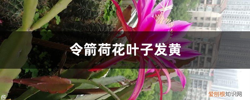 令箭荷花黄叶干叶怎么办 令箭荷花黄叶的原因及处理办法