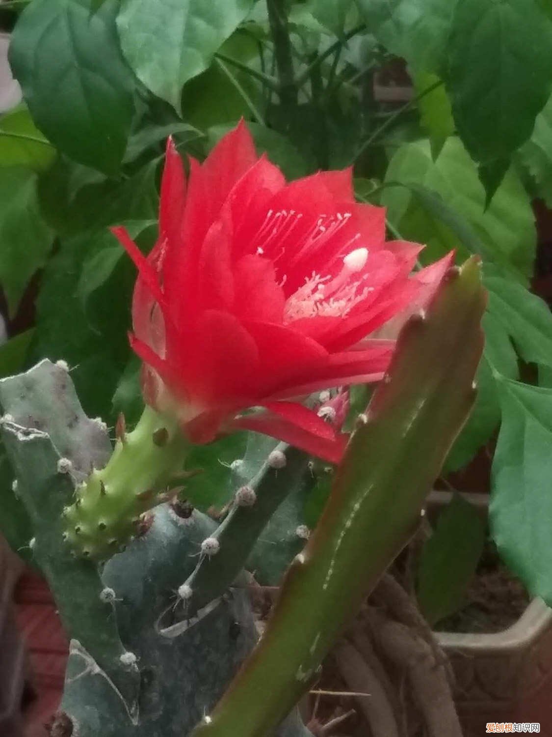 令箭荷花黄叶干叶怎么办 令箭荷花黄叶的原因及处理办法